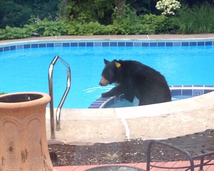 bear-at-geisler-house-1024x768-1-690x550