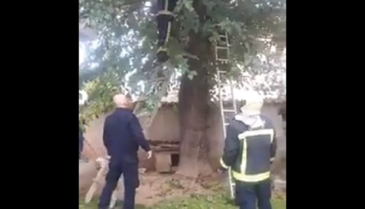 video2-1-750x430
