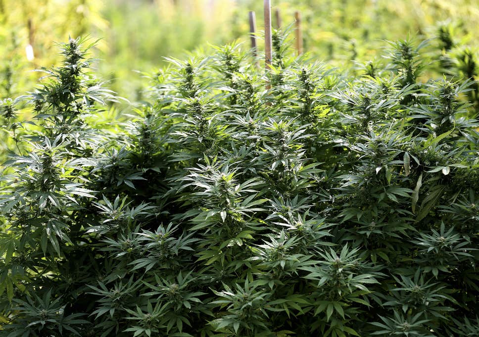 kanabis-biznis[1]