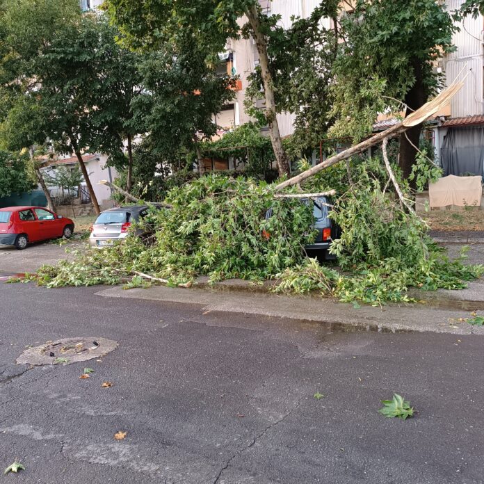 media_20240718_183615_8242554881216213400-696x696