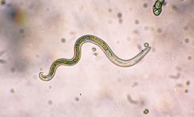 Screenshot_5-5-750x454