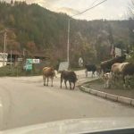 kravi na pat-kriva palanka