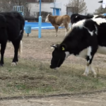 kravi vo kriva palanka