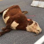 mrtva-krava-govedo-na-pat