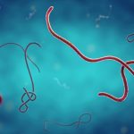 ebola virus