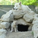 Во Скопје ЗОО се родија две мали бели волчиња beli volci zooloska