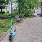 drvo-partizanska-2-e1780382254136