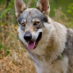 Првпат во Грција генетски потврден хибрид меѓу волк и куче kuce-volk