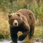 Напад од мечка кај Ресен, маж пренесен во болница mecka