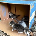 Прва казна за фрлање мачиња во Скопје: АХВ изрече глоба од 550 евра macinja