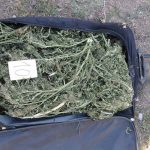 Голема акција на Task Force: Само викендов 20 уапсени, запленети 680 килограми марихуана и кокаин torba-marihuana-treva